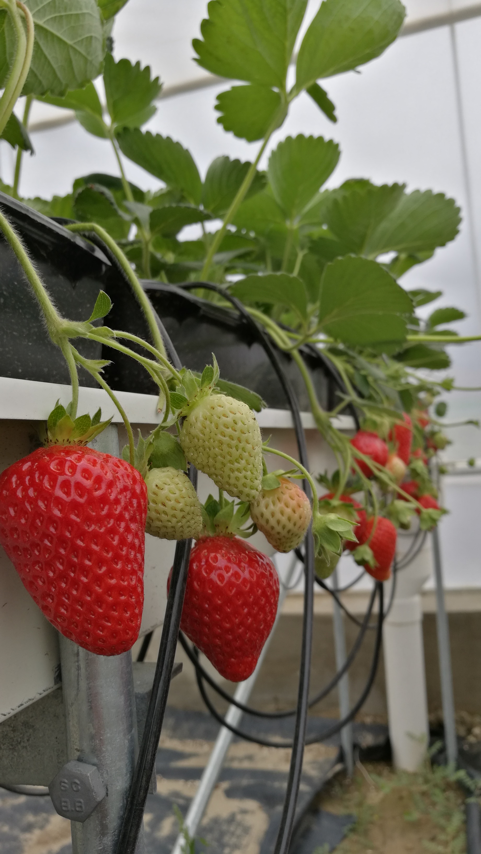 英国·威廉希尔(WilliamHill)唯一官网 - 中文官方网站